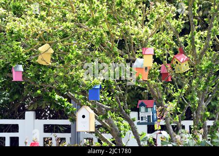 Varie scatole di nidificazione di uccelli colorati in un albero, Francia, Bretagna, Pleneuf-Val-Andre Foto Stock