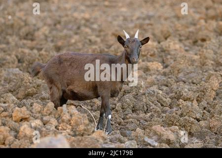 Capra domestica (Capra hircus, Capra aegagrus F. hircus), capra ferale in un campo di lava a Haleakala, Stati Uniti, Hawaii, Maui Foto Stock