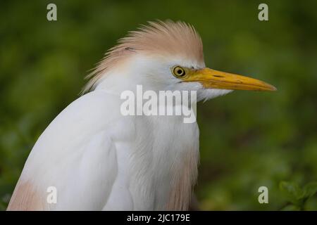 Airone per bestiame, airone con supporto a fiuto (Ardeola ibis, Bubulcus ibis), ritratto, USA, Hawaii, Maui Foto Stock