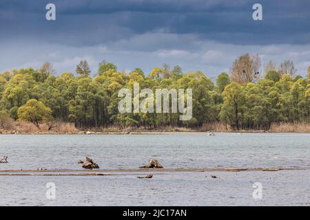 Salice bianco (Salix alba), fiorente sulla riva del lago di fronte alle nuvole scure, Germania, Baviera, lago Chiemsee Foto Stock