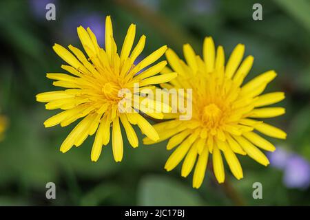 Dente di leone comune (Taraxacum officinale), due fiori, Germania, Baviera Foto Stock