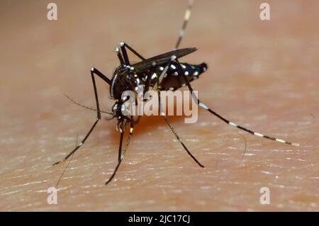 zanzara tigre, zanzara tigre asiatica, zanzara foresta (Stegomyia albopicta, Aedes albopictus, Cryptus albopictus, Culex albopictus), attaccamento, acceso Foto Stock