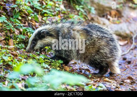 Old World badger, Eurasian badger (Meles meles), giovane animale, vista laterale, Germania, Baden-Wuerttemberg Foto Stock