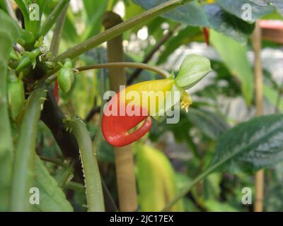 Impianto di Parrot (Impatiens niamniamensis), fiore Foto Stock