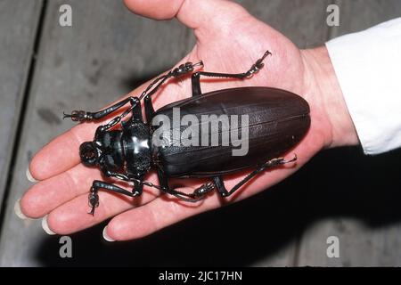 Titan beetle (Titanus giganteus), maschio su un lato Foto Stock