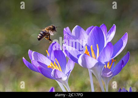 Primo Crocus, Crocus del bosco, Crocus di Tomasini (Crocus tommasinianus), ape del miele si avvicina ai fiori di cocus, Germania, Baviera Foto Stock