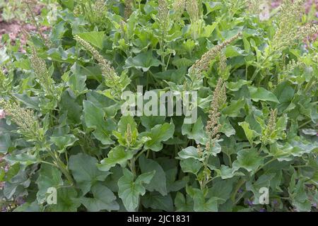 Il buon re-henry, perenne (goosefoot Chenopodium bonus-henricus), fioritura, Germania Foto Stock
