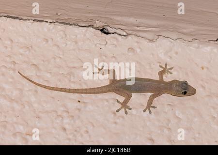 Gecko foglia asiatica, gecko casa asiatica, cheechak (cf Hemidactylus frenatus), climi su un rivestimento, USA, Hawaii, Maui Foto Stock