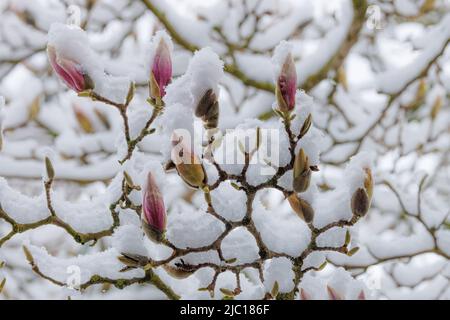 Piattino magnolia (Magnolia x soulangiana, Magnolia soulangiana, Magnolia x soulangeana, Magnolia soulangeana), boccioli di fiori innevati in aprile, tardi Foto Stock