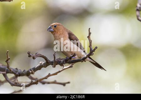 Silverbill indiano, munia a gola bianca (Euodice malabarica, Lonchura malabrica), arroccato su una filiale, USA, Hawaii, Maui Foto Stock