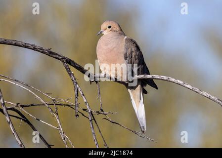 Colomba di lutto (Zenaida macroura), arroccata su una filiale, USA, Arizona, Scottsdale Foto Stock