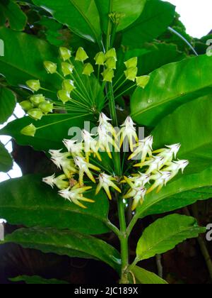 Molti a fiore pianta di cera, molti a fiore fiore di cera, Shooting Star Hoya (Hoya multiflora, Centrostemma multiflorum), fiori Foto Stock