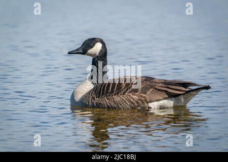 Ho fotografato questo Canada Goose mentre camminavo il mio cane su una proprietà di fiducia della terra vicino alla mia casa nella contea rurale di porta Wisconsin. Foto Stock