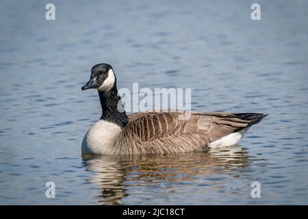 Ho fotografato questo Canada Goose mentre camminavo il mio cane su una proprietà di fiducia della terra vicino alla mia casa nella contea rurale di porta Wisconsin. Foto Stock