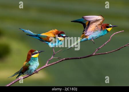 Apicolor europeo (Merops apiaster), tre mangiatori di api arroccati su un ramoscello che gareggia, Germania, Baden-Wuerttemberg Foto Stock