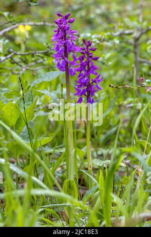 Orchidea viola primorporpora (Orchis mascula), due orchidee viola primorporpora in fiore, Germania, Baden-Wuerttemberg, Alb svevo Foto Stock