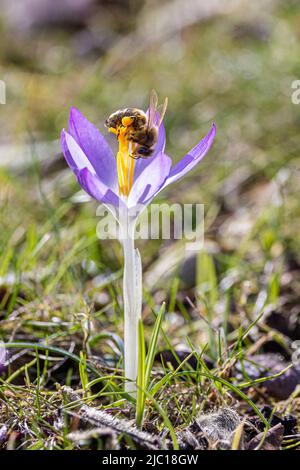 Primo Crocus, Crocus del bosco, Crocus di Tomasini (Crocus tommasinianus), ape del miele raccoglie il polline in un fiore di Crocus, Germania, Baviera Foto Stock