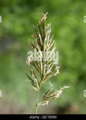 Erba vernale dolce, erba vernale profumata (Anthoxanthum odoratum), panicle, Germania Foto Stock