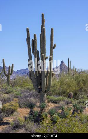 cactus saguaro (Carnegea gigantea, Cereus giganteus), alto circa 20 m, più di 100 anni, nel deserto di sonora con Pinnacle Peak nel Foto Stock