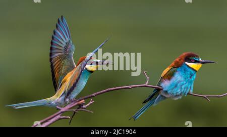 Apicolor d'api europeo (Merops apiaster), con coppia su un ramoscello, Germania, Baden-Wuerttemberg Foto Stock