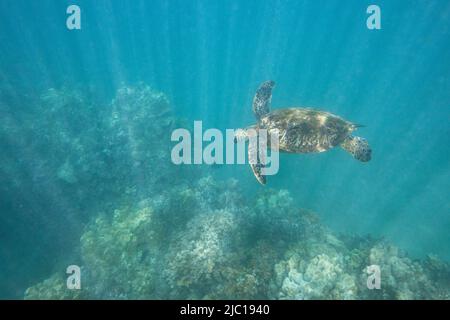 Tartaruga verde, tartaruga di roccia, tartaruga di carne (Chelonia mydas), nuoto in acqua soleggiato sopra una barriera corallina, Stati Uniti, Hawaii, Maui Foto Stock