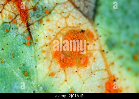 Ruggine di rosa, mucosone di Phragmidium, bulbosum di tuberculatum. Pustole (urediospore, teliospore) formate sulla superficie inferiore della foglia di una rosa ornamentale. Foto Stock