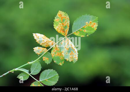 Ruggine di rosa, mucosone di Phragmidium, bulbosum di tuberculatum. Pustole (urediospore, teliospore) formate sulla superficie inferiore della foglia di una rosa ornamentale. Foto Stock