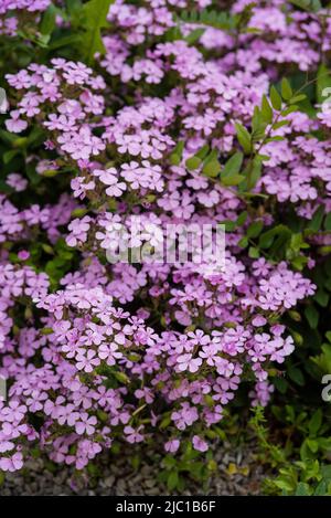 Fiori / giardinaggio: Primo piano di rosa roccia soapwort - Saponaria ocymoides Foto Stock