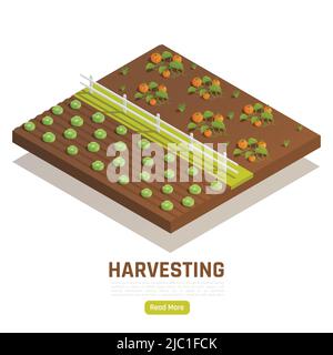 Ortaggi agricoli coltivando raccolta con zucca matura e piantagione di cavolo pagina web isometrica elemento illustrazione vettoriale Illustrazione Vettoriale