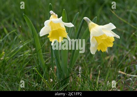 Naffodil o giglio di Quaresima selvatico (Narcisis pseudonarcisis) con tepali gialli pallidi e tromba più scura che fioriscono in prateria grezza in primavera, Berkshire, A. Foto Stock