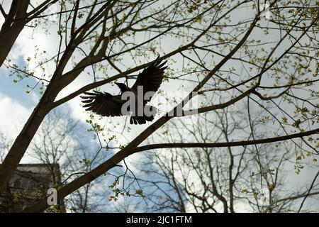 Corvino nero con grandi ali. Volo di corvo tra rami di albero. Uccello nel cielo. Ali nere. Foto Stock