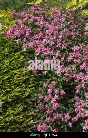 Clematis montana 'Broughton Star' rosa fiori viola di arrampicata ornamentale che cresce su e attraverso un giardino sempreverde hege, Berkshire, maggio Foto Stock