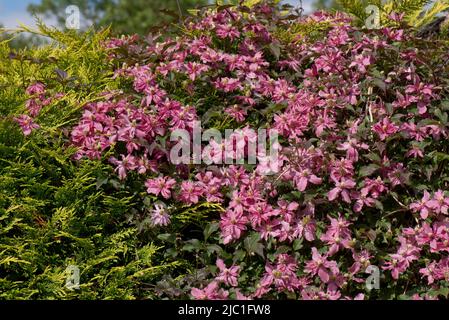 Clematis montana 'Broughton Star' rosa fiori viola di arrampicata ornamentale che cresce su e attraverso un giardino sempreverde hege, Berkshire, maggio Foto Stock