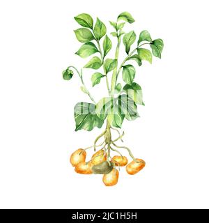 Illustrazione dell'acquerello del bush della patata su sfondo bianco. Verdure crude, prate, murphy, tuberi patata, crescita dipinta a mano. Elemento di design per il design Foto Stock