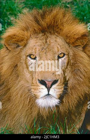 Leone asiatico o indiano maschio (Panthera Leo persica) dalla Foresta di Gir, Stato del Gujarat, India. In pericolo. Foto Stock