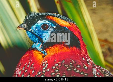 Tragopan di Temminck maschio, (Tragopan temminckii,) da Himalaya orientale, Tibet meridionale, Myanmar. Foto Stock