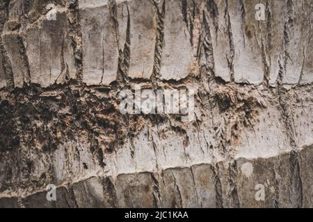 Corteccia di palme tropicali superficie legno texture dettaglio, carta da parati motivo naturale, astratto macro minimalismo esotico design concetto per eco spa Foto Stock