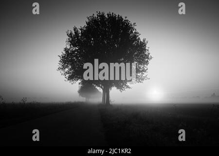 Mmonocromatico Primavera paesaggio paesaggistico campagna con un albero su fiori o campo di fattoria con il sole profondo sullo sfondo in una mattinata di nebbia. Foto in bianco e nero o monocromatiche di alta qualità Foto Stock