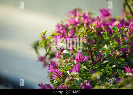 Piccolo bush rosa Bougainvillea su sfondo chiaro nel giardino. Foto Stock