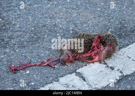 Il traffico stradale è la causa numero uno di morte per hedgehogs.centinaia di migliaia di hedgehogs muoiono sulle nostre strade ogni anno. Foto Stock