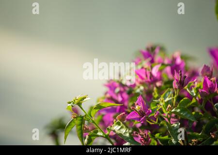 Piccolo bush rosa Bougainvillea su sfondo chiaro nel giardino. Foto Stock