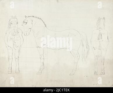 Studio anatomico di un cavallo, dalla parte anteriore, di profilo a sinistra e da dietro, disegnatore: anonimo, Paesi Bassi, (possibilmente), dopo 1800 - prima del 1899, carta, penna, h 390 mm x w 490 mm Foto Stock