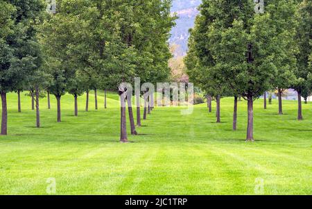 File di alberi piantati su prato verde nel parco Foto Stock