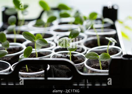 Piantine di cetrioli in tazze serra domestica in gabbia Foto Stock