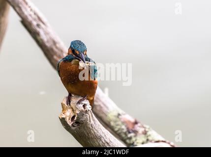 Kingfisher, Teifi Marshes, Cardigan, Galles Foto Stock