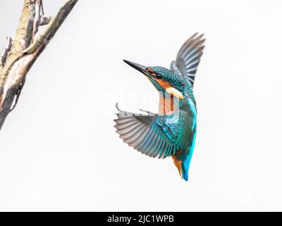 Kingfisher, Teifi Marshes, Cardigan, Galles Foto Stock