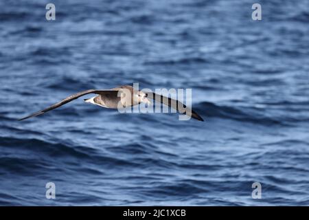 Albatross nero (Diomedea nigripes) in Giappone Foto Stock