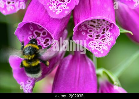 Bumblebee dalla coda bianca, Bombus lucerorum entrando in un fiore del Digitalis Dalmatian Foxglove pronto ad estrarre il polline Foto Stock