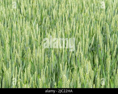 Piante di grano verde in campo. Agricoltura. Foto Stock