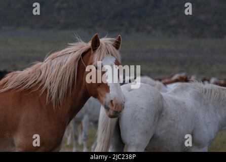 Ranch cavalli nel ovest americano che sono allevati a pascoli estivi Foto Stock